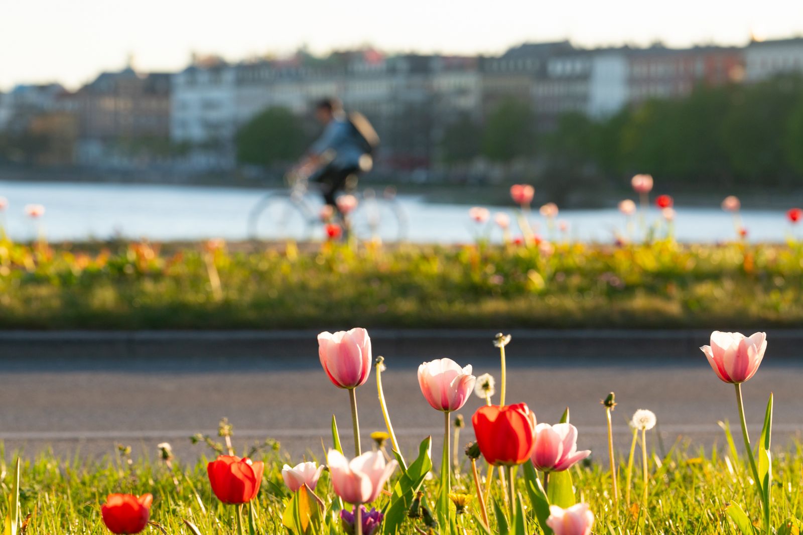 Spring in Copenhagen