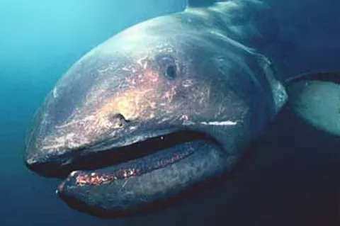 Tom Haight's portrait of a megamouth shark