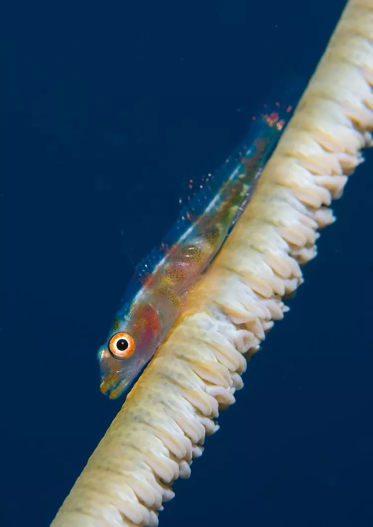 Whip-coral goby, Solomon Islands. Photo by Steve Jones