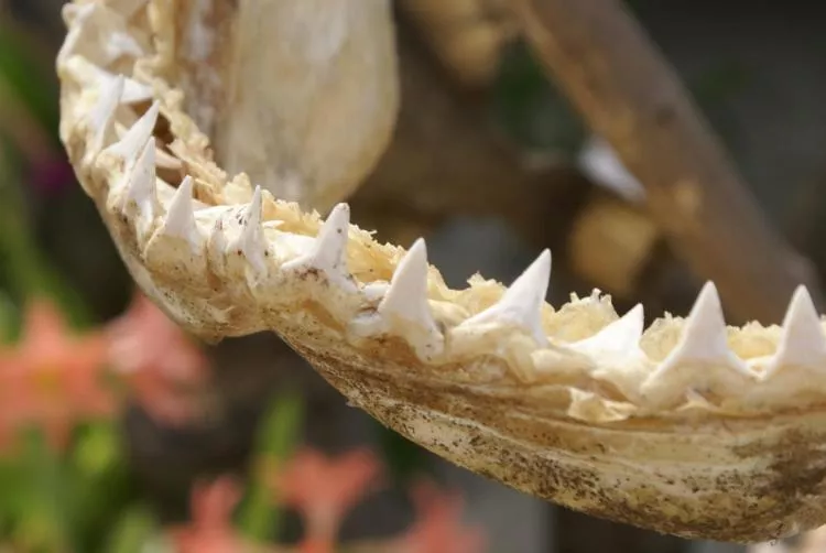 One might suppose that shark teeth are harder than human teeth but they are not.